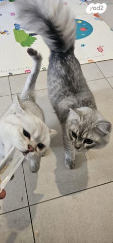 תמונת מודעה - חיות מחמד