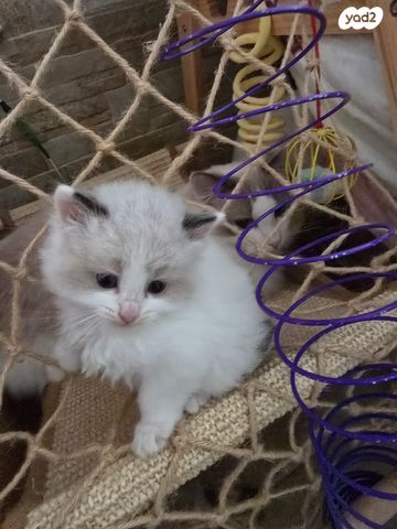 תמונת מודעה - חיות מחמד