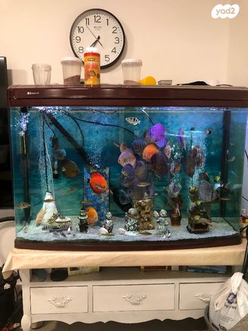 תמונת מודעה - חיות מחמד