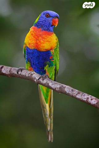 תמונת מודעה - חיות מחמד