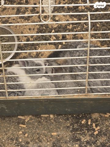 תמונת מודעה - חיות מחמד