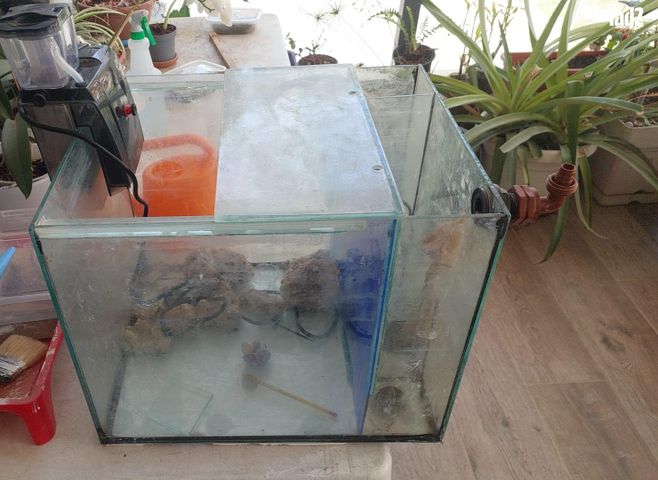 תמונת מודעה - חיות מחמד