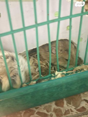 תמונת מודעה - חיות מחמד