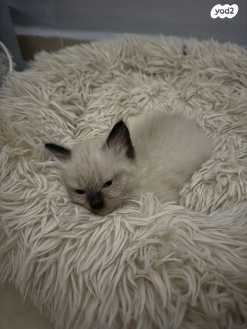 תמונת מודעה - חיות מחמד