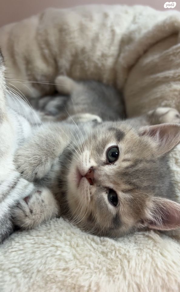 תמונת מודעה - חיות מחמד