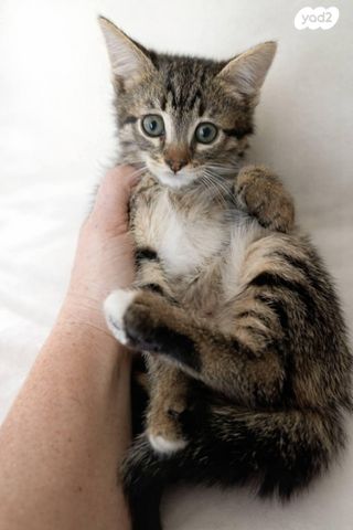 תמונת מודעה - חיות מחמד