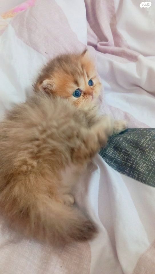 תמונת מודעה - חיות מחמד