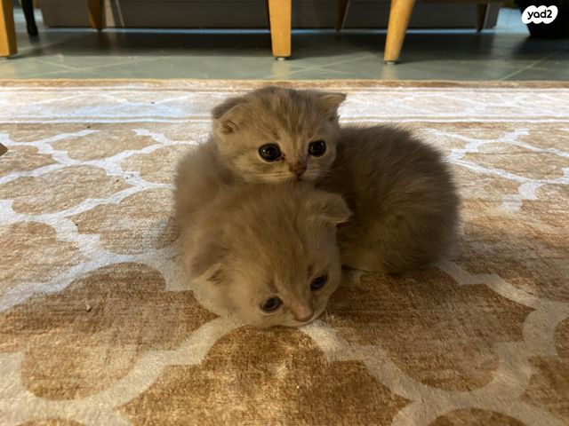 תמונת מודעה - חיות מחמד