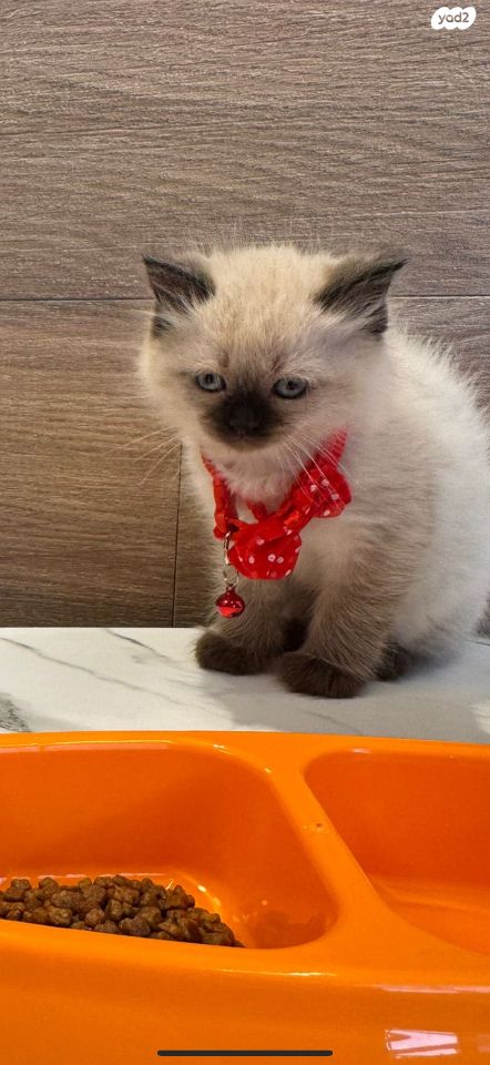 תמונת מודעה - חיות מחמד