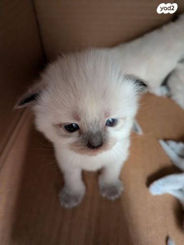 תמונת מודעה - חיות מחמד