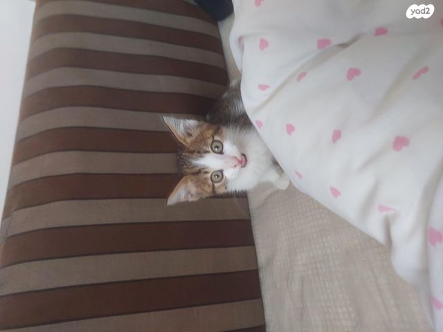 תמונת מודעה - חיות מחמד