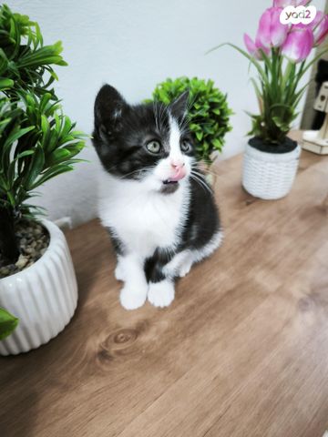 תמונת מודעה - חיות מחמד