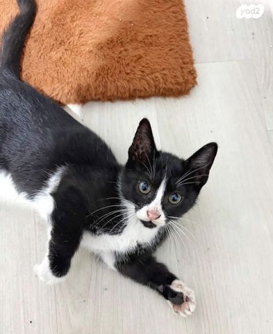 תמונת מודעה - חיות מחמד