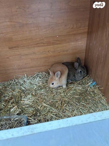 תמונת מודעה - חיות מחמד