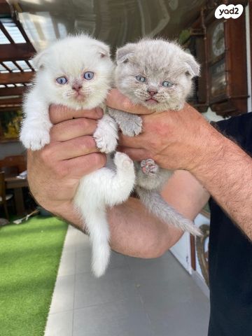 תמונת מודעה - חיות מחמד