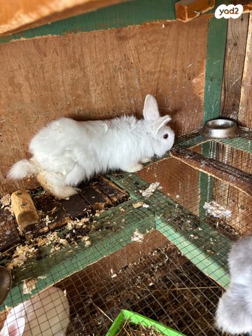 תמונת מודעה - חיות מחמד