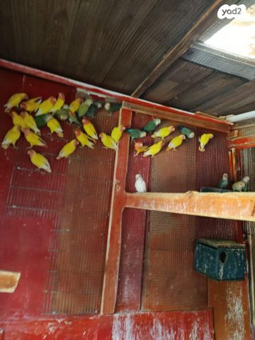 תמונת מודעה - חיות מחמד