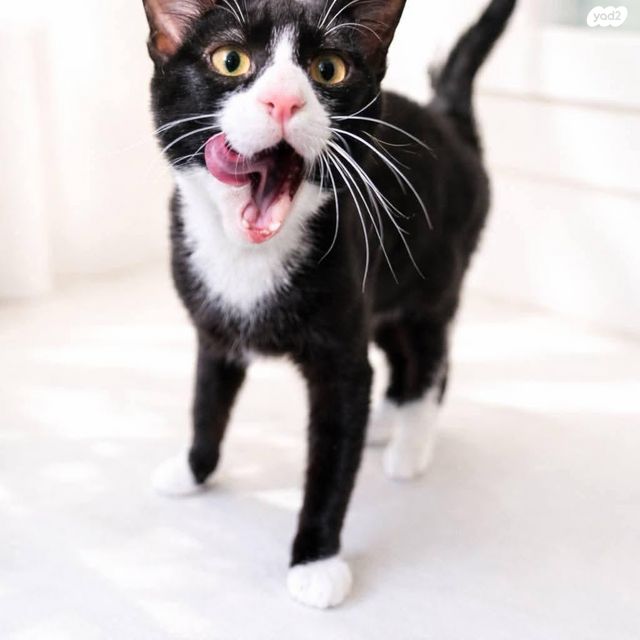 תמונת מודעה - חיות מחמד