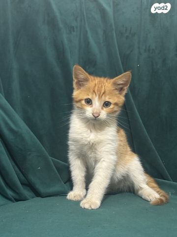 תמונת מודעה - חיות מחמד