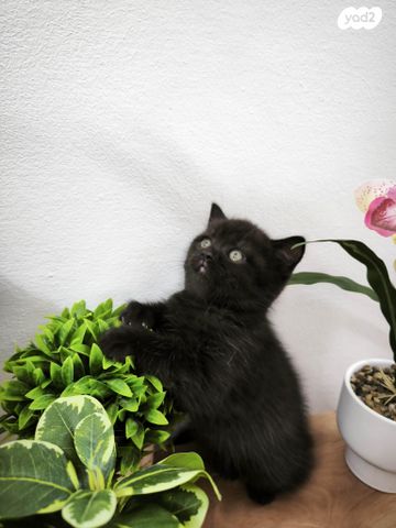 תמונת מודעה - חיות מחמד