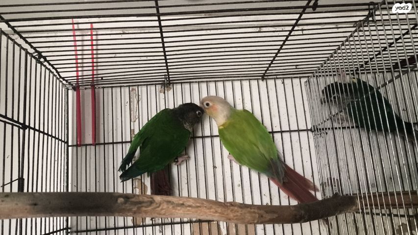 תמונת מודעה - חיות מחמד