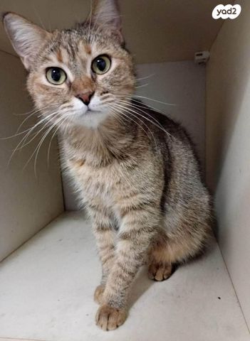 תמונת מודעה - חיות מחמד