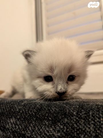 תמונת מודעה - חיות מחמד