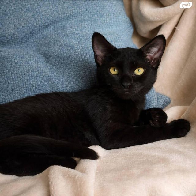 תמונת מודעה - חיות מחמד