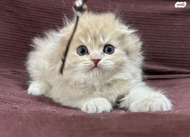 תמונת מודעה - חיות מחמד