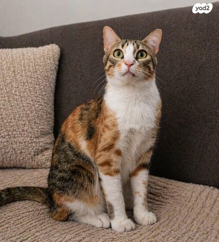 תמונת מודעה - חיות מחמד