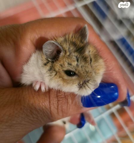 תמונת מודעה - חיות מחמד