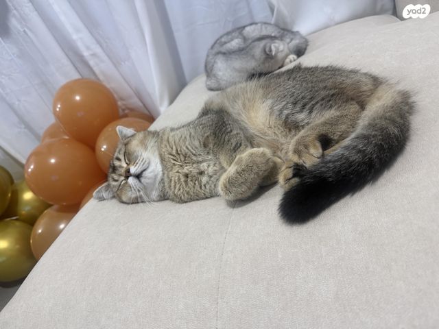 תמונת מודעה - חיות מחמד