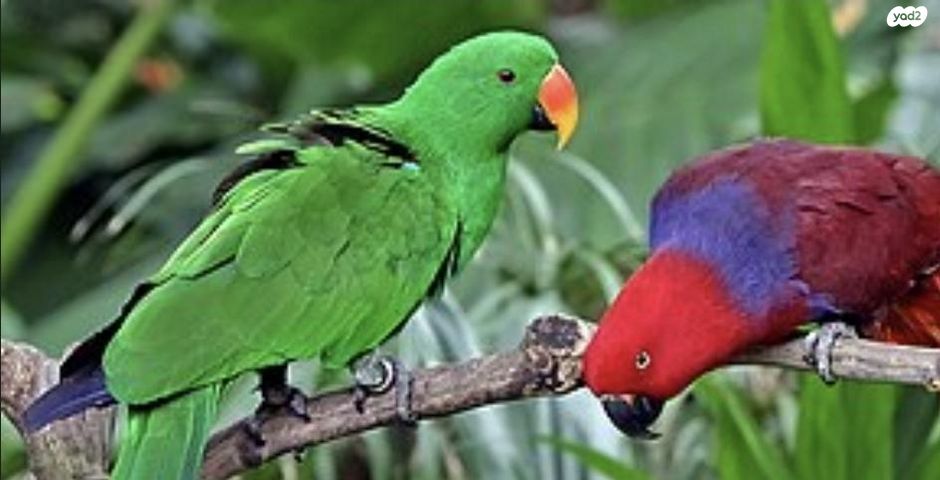 תמונת מודעה - חיות מחמד