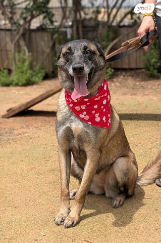 תמונת מודעה - חיות מחמד