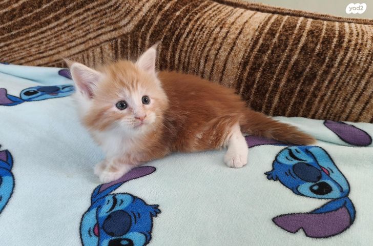 תמונת מודעה - חיות מחמד