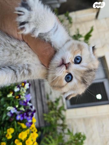 תמונת מודעה - חיות מחמד