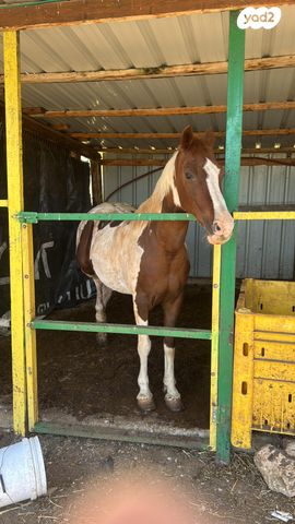 תמונת מודעה - חיות מחמד