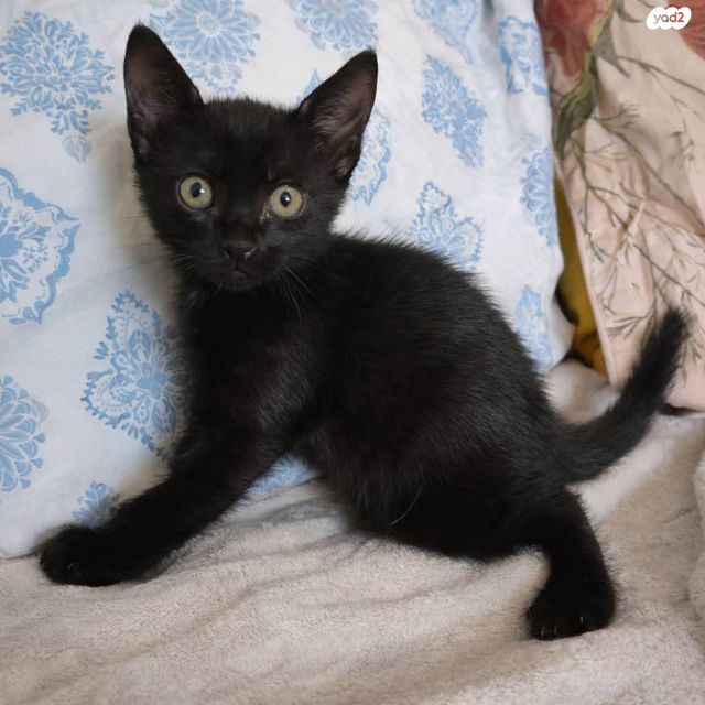 תמונת מודעה - חיות מחמד