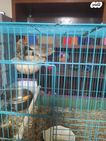 תמונת מודעה - חיות מחמד