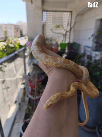 תמונת מודעה - חיות מחמד