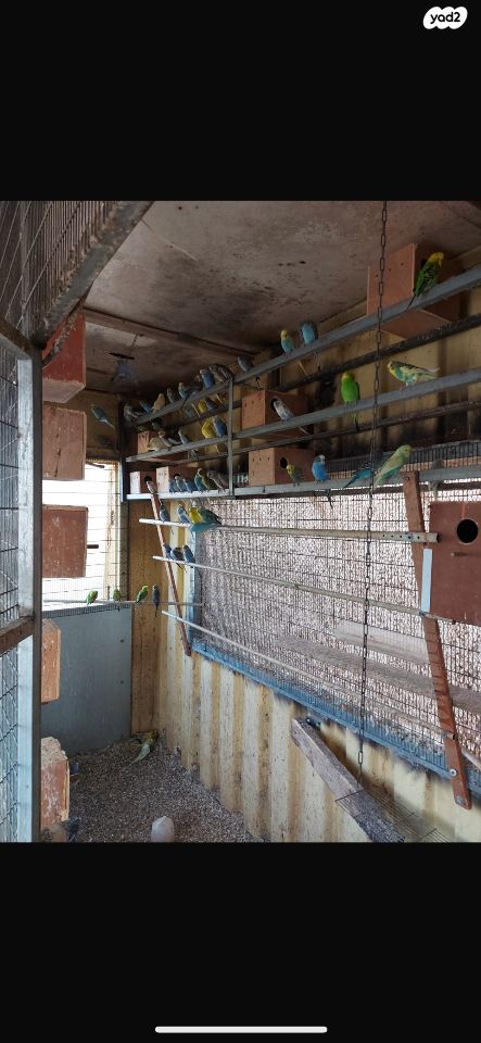 תמונת מודעה - חיות מחמד