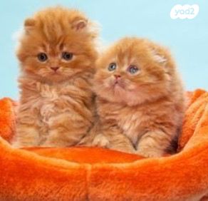 תמונת מודעה - חיות מחמד