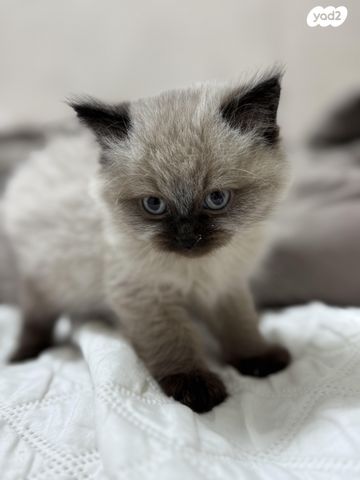 תמונת מודעה - חיות מחמד