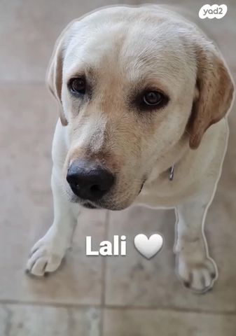 תמונת מודעה - חיות מחמד