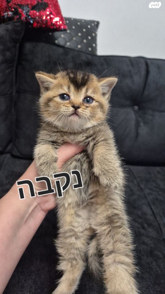 תמונת מודעה - חיות מחמד