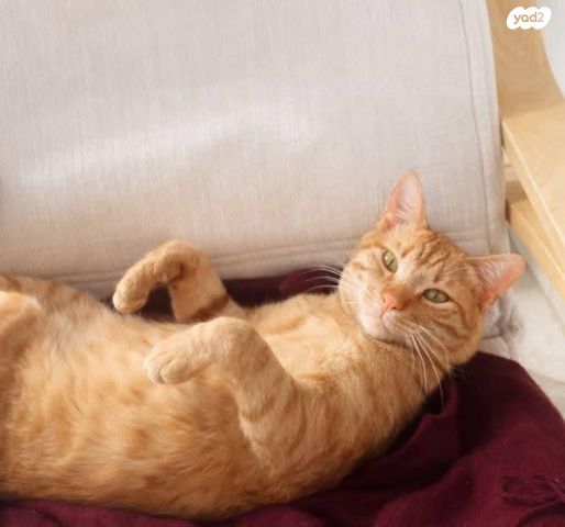 תמונת מודעה - חיות מחמד