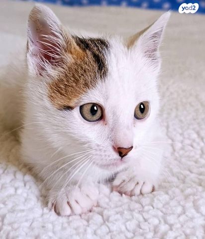 תמונת מודעה - חיות מחמד