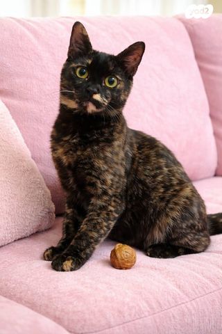 תמונת מודעה - חיות מחמד