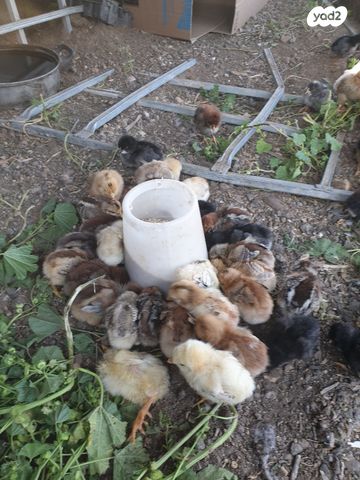 תמונת מודעה - חיות מחמד