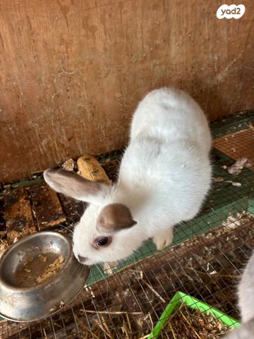 תמונת מודעה - חיות מחמד